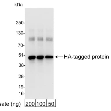 Rabbit anti-HA Tag Antibody Affinity Purified