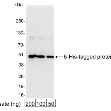 Rabbit anti-6-His Tag Antibody Affinity Purified