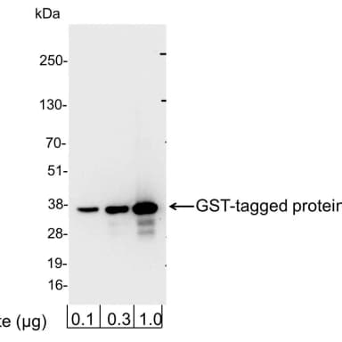 Rabbit anti-GST-Tag Antibody HRP Conjugated