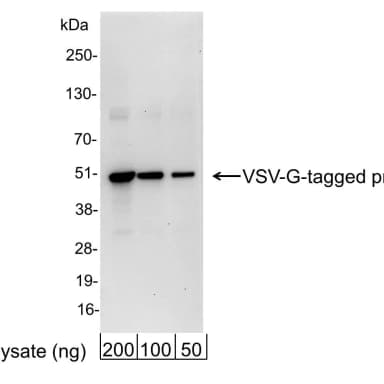 Goat anti-VSV-G Tag Antibody Affinity Purified