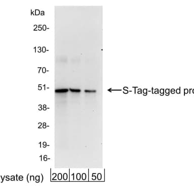 Goat anti-S Tag Antibody HRP Conjugated