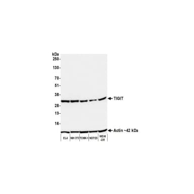 Goat anti-Chicken IgG (IgY) Heavy and Light Chain Cross-Adsorbed Antibody HRP Conjugated