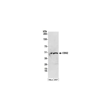 Rabbit anti-CSN2 Antibody, Affinity Purified