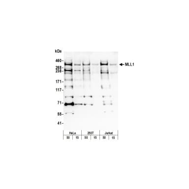 Rabbit anti-MLL1 Antibody, Affinity Purified