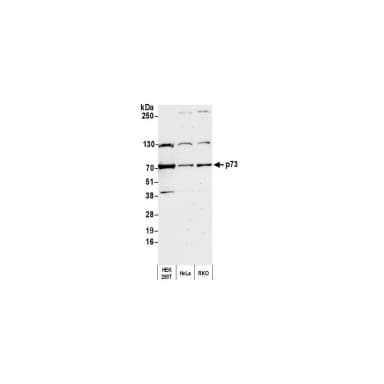 Rabbit anti-p73 Antibody, Affinity Purified