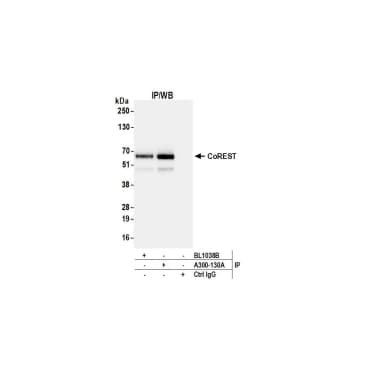 Rabbit anti-CoREST Antibody, Affinity Purified