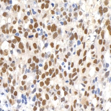 Rabbit anti-Paf1 Antibody, Affinity Purified