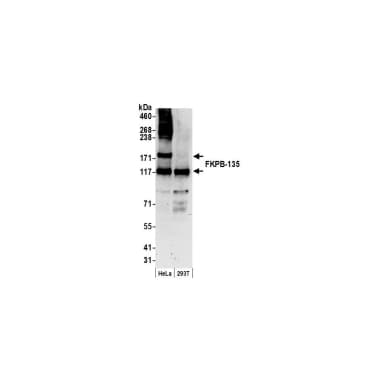 Rabbit anti-FKBP-135 Antibody, Affinity Purified