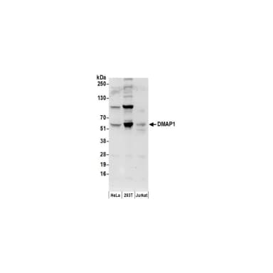 Goat anti-DMAP1 Antibody, Affinity Purified