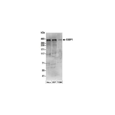 Rabbit anti-53BP1 Antibody, Affinity Purified