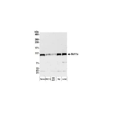 Rabbit anti-Bcl11a Antibody, Affinity Purified
