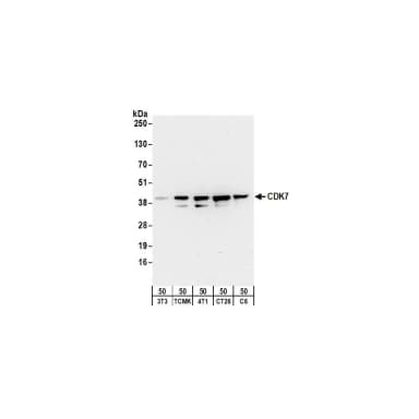 Rabbit anti-CDK7 Antibody, Affinity Purified