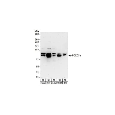 Rabbit anti-FOXO3a Antibody, Affinity Purified