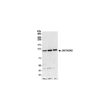 Rabbit anti-JIK/TAOK3 Antibody, Affinity Purified