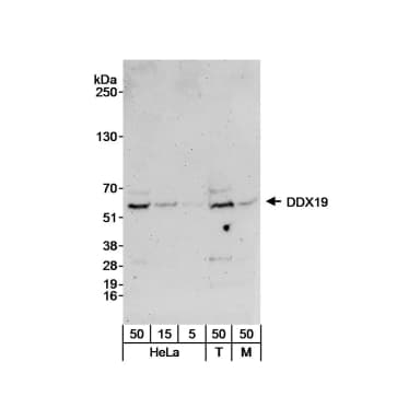 Rabbit anti-DDX19 Antibody, Affinity Purified