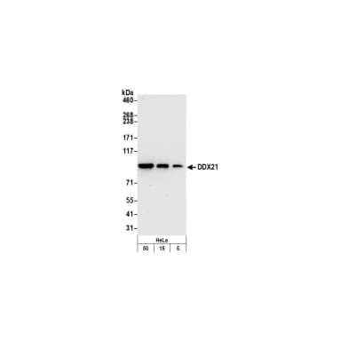 Rabbit anti-DDX21 Antibody, Affinity Purified