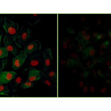 Rabbit anti-Phospho KAP-1 (S824) Antibody, Affinity Purified