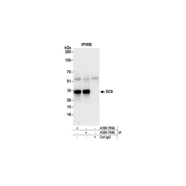Rabbit anti-DC8 Antibody, Affinity Purified