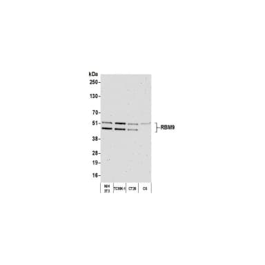 Rabbit anti-FOX2/RBM9 Antibody, Affinity Purified