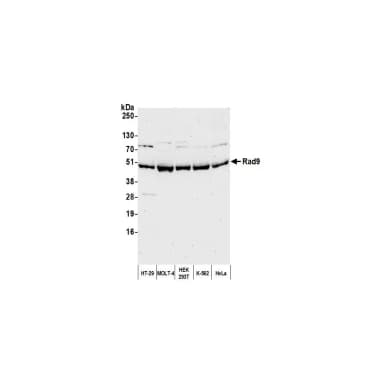 Rabbit anti-Rad9 Antibody, Affinity Purified