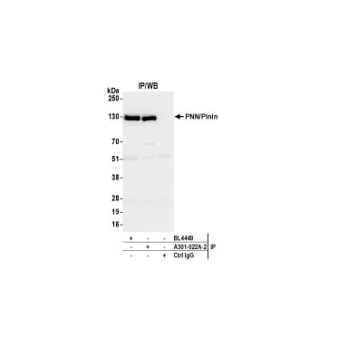 Rabbit anti-PNN/Pinin Antibody, Affinity Purified