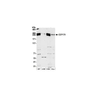 Rabbit anti-CEP170 Antibody, Affinity Purified