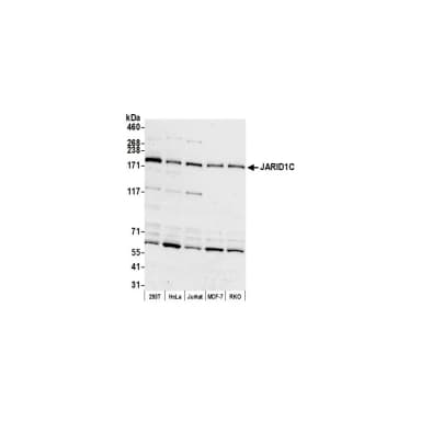 Rabbit anti-JARID1C Antibody, Affinity Purified