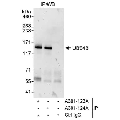 Rabbit anti-UBE4B Antibody, Affinity Purified