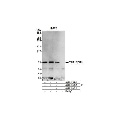 Rabbit anti-TRIP10/CIP4 Antibody, Affinity Purified