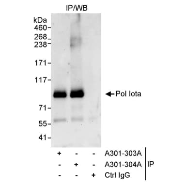 Rabbit anti-Pol Iota Antibody, Affinity Purified