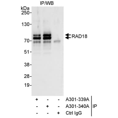 Rabbit anti-Rad18 Antibody, Affinity Purified