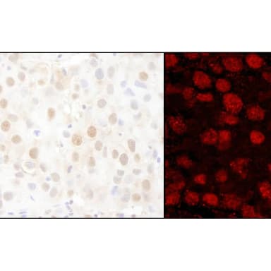Rabbit anti-PARP1 Antibody, Affinity Purified