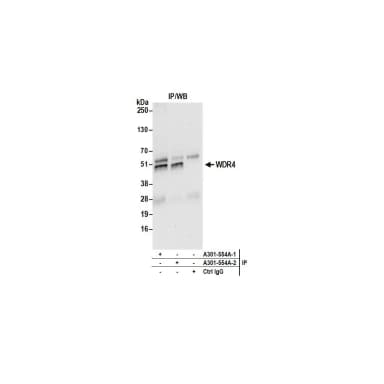 Rabbit anti-WDR4 Antibody, Affinity Purified