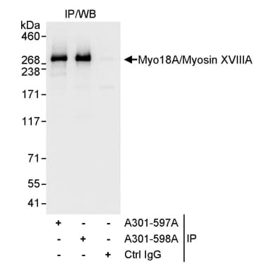 Rabbit anti-Myo18A/Myosin XVIIIA Antibody, Affinity Purified