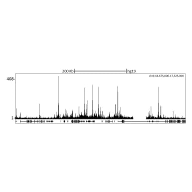 Rabbit anti-PCAF Antibody, Affinity Purified
