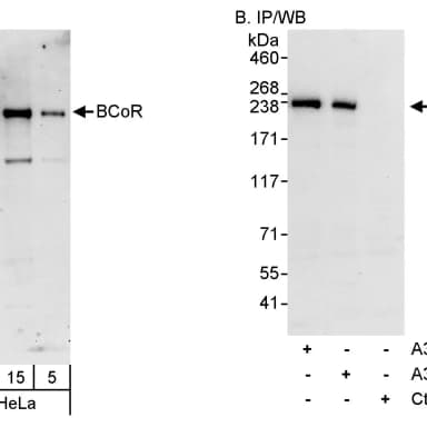 Rabbit anti-BCoR Antibody, Affinity Purified