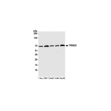 Rabbit anti-TRIM25 Antibody, Affinity Purified