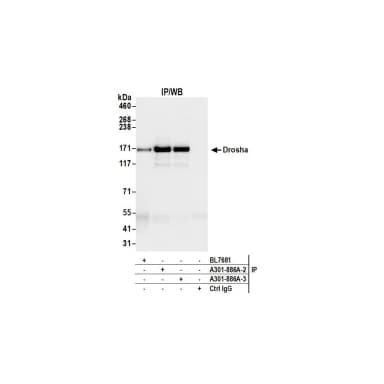 Rabbit anti-Drosha Antibody, Affinity Purified