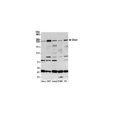 Rabbit anti-Dicer Antibody, Affinity Purified