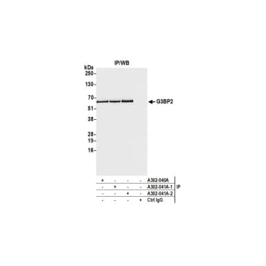Rabbit anti-G3BP2 Antibody, Affinity Purified