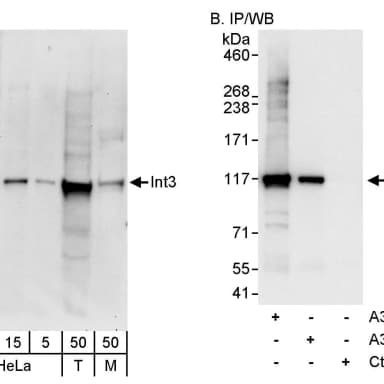 Rabbit anti-INT3 Antibody, Affinity Purified