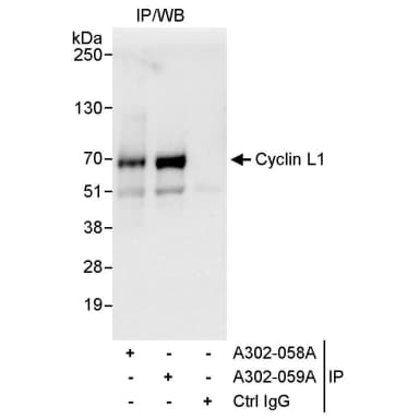 Rabbit anti-Cyclin L1 Antibody, Affinity Purified