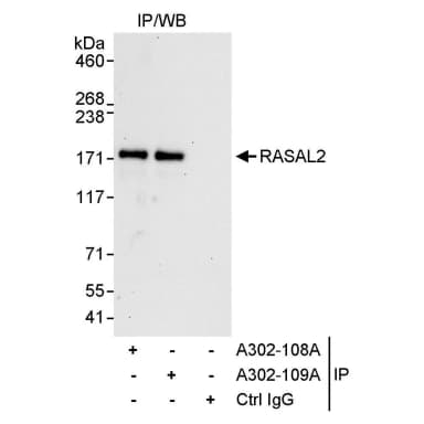 Rabbit anti-RASAL2 Antibody, Affinity Purified