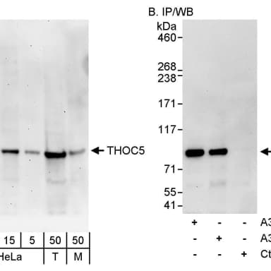 Rabbit anti-THOC5 Antibody, Affinity Purified