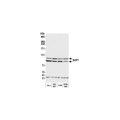 Rabbit anti-BOP1 Antibody, Affinity Purified