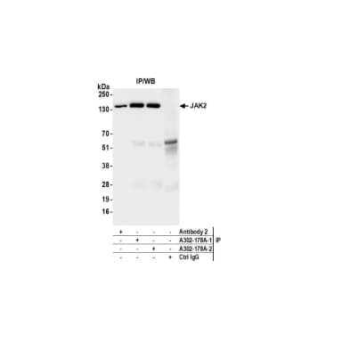 Rabbit anti-JAK2 Antibody, Affinity Purified