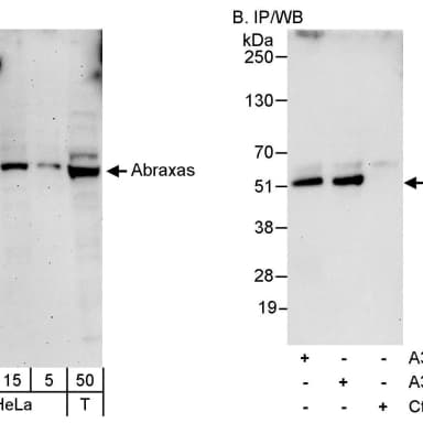 Rabbit anti-Abraxas Antibody, Affinity Purified