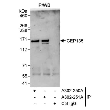 Rabbit anti-CEP135 Antibody, Affinity Purified