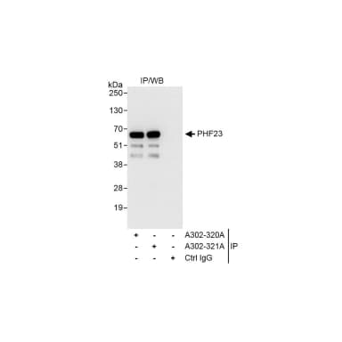 Rabbit anti-PHF23 Antibody, Affinity Purified