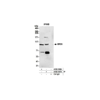 Rabbit anti-BRD3 Antibody, Affinity Purified